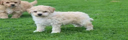 Poochon dogs for sale: Beautiful Poochon puppies for sale  - Advert 40