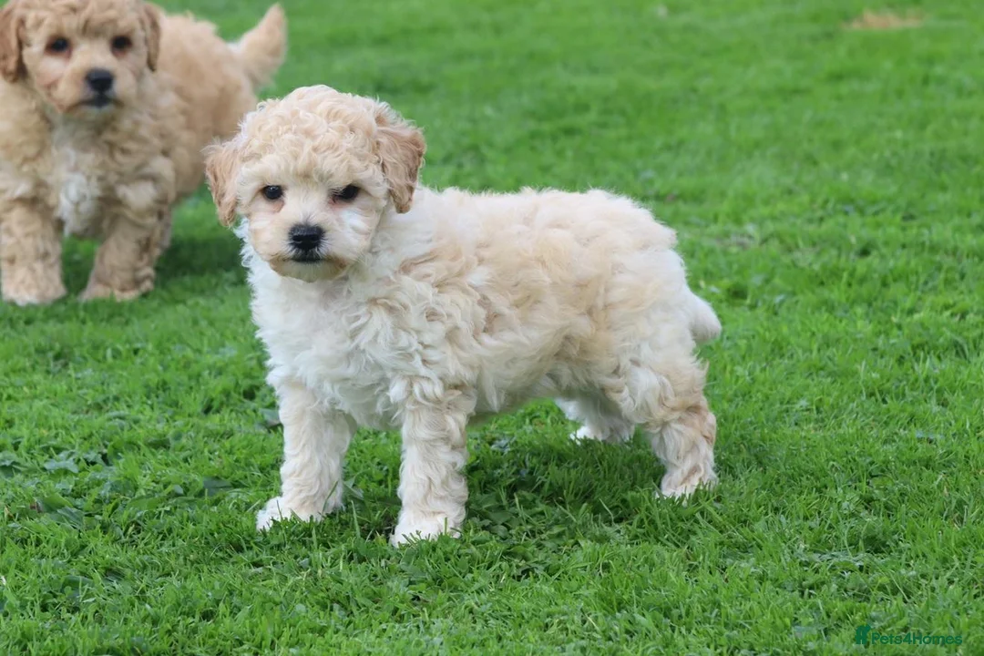 Poochon dogs for sale: Beautiful Poochon puppies for sale  - Advert 40