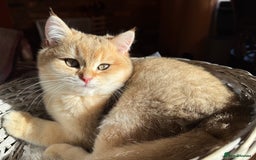 British Shorthair cats for sale: Ready now golden BSH - Image 6