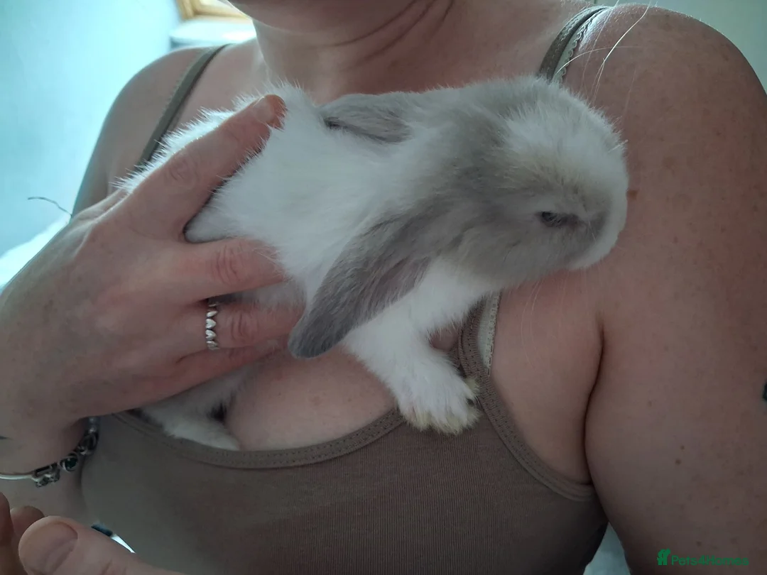 Mini Lop rabbits for sale: BEAUTIFUL FEMALE MINI LOP  - Advert 2