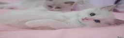 Ragdoll cats for sale: Beautiful Ragdolls  in Oldbury - Advert 34