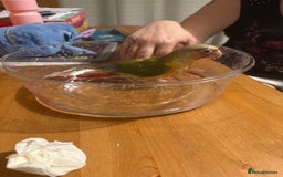 Conures birds for sale: Green cheek pineapple conure  - Image 2