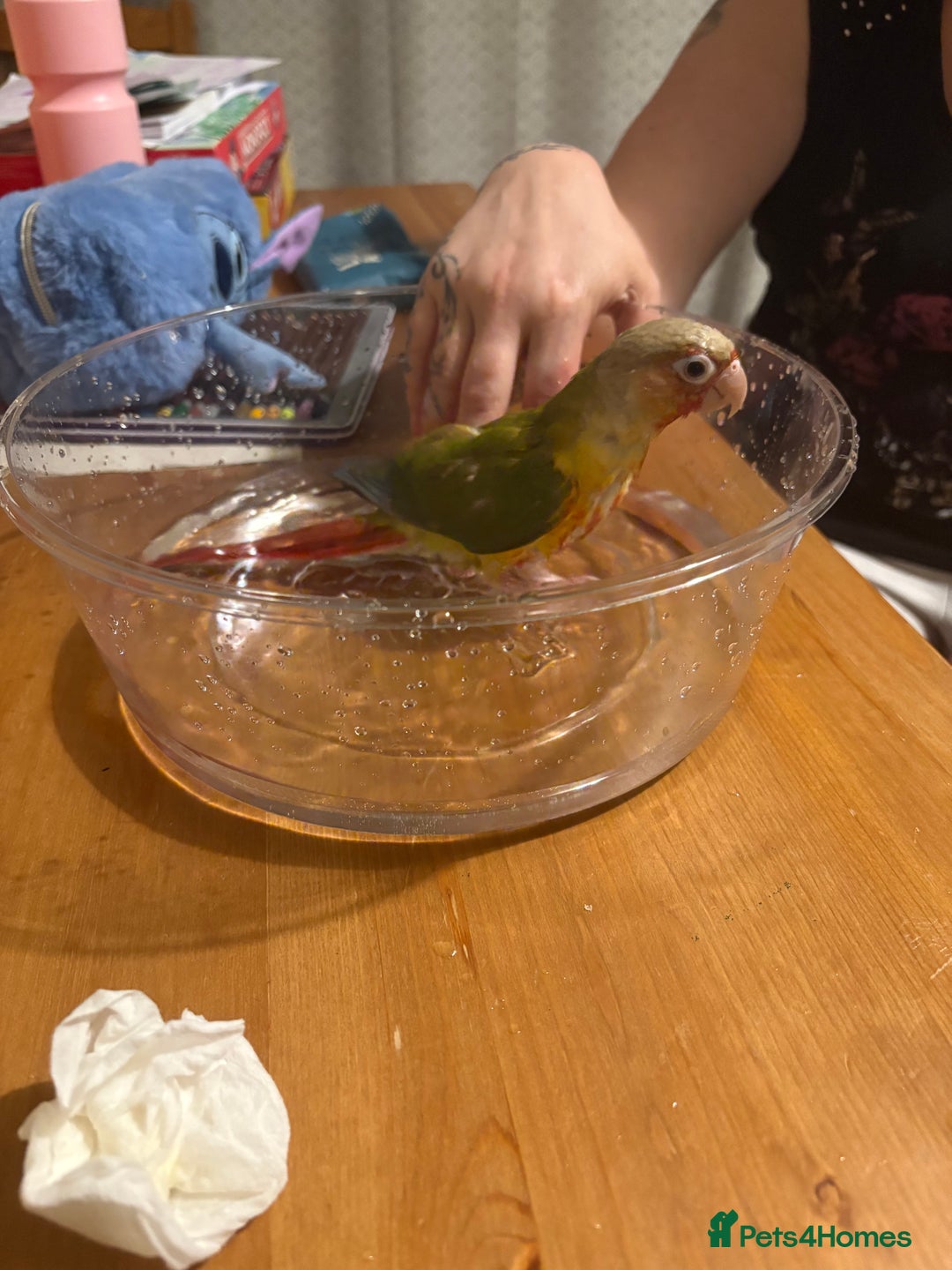 Conures birds for sale: Green cheek pineapple conure  - Image 2