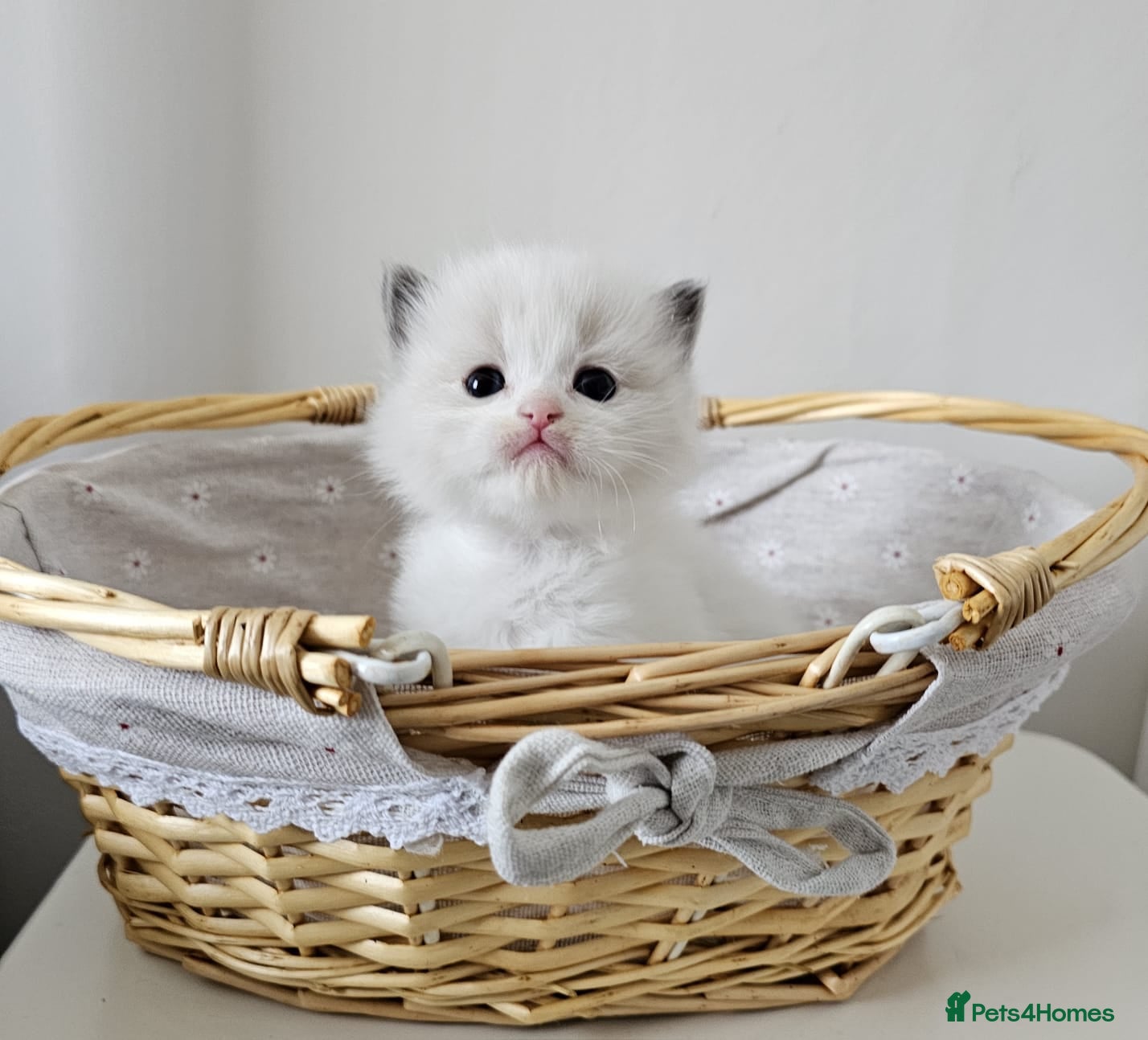 Ragdoll cats Ragdoll kittens  - Advert 6