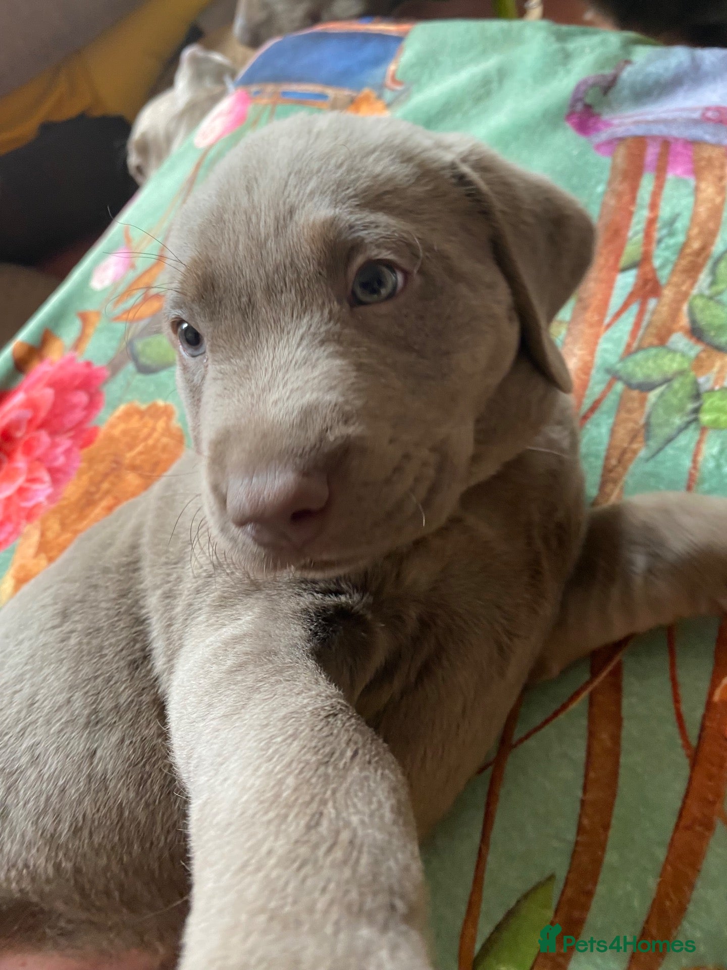 Labrador Retriever dogs 1 GIRL SILVER LABRADOR PUPPyFOR SALE  - Advert 6