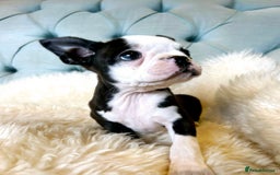 Boston Terrier dogs for sale: Top show quality KC registered Boston pups  - Image 2