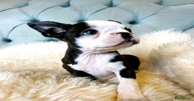 Boston Terrier dogs - Advert 8