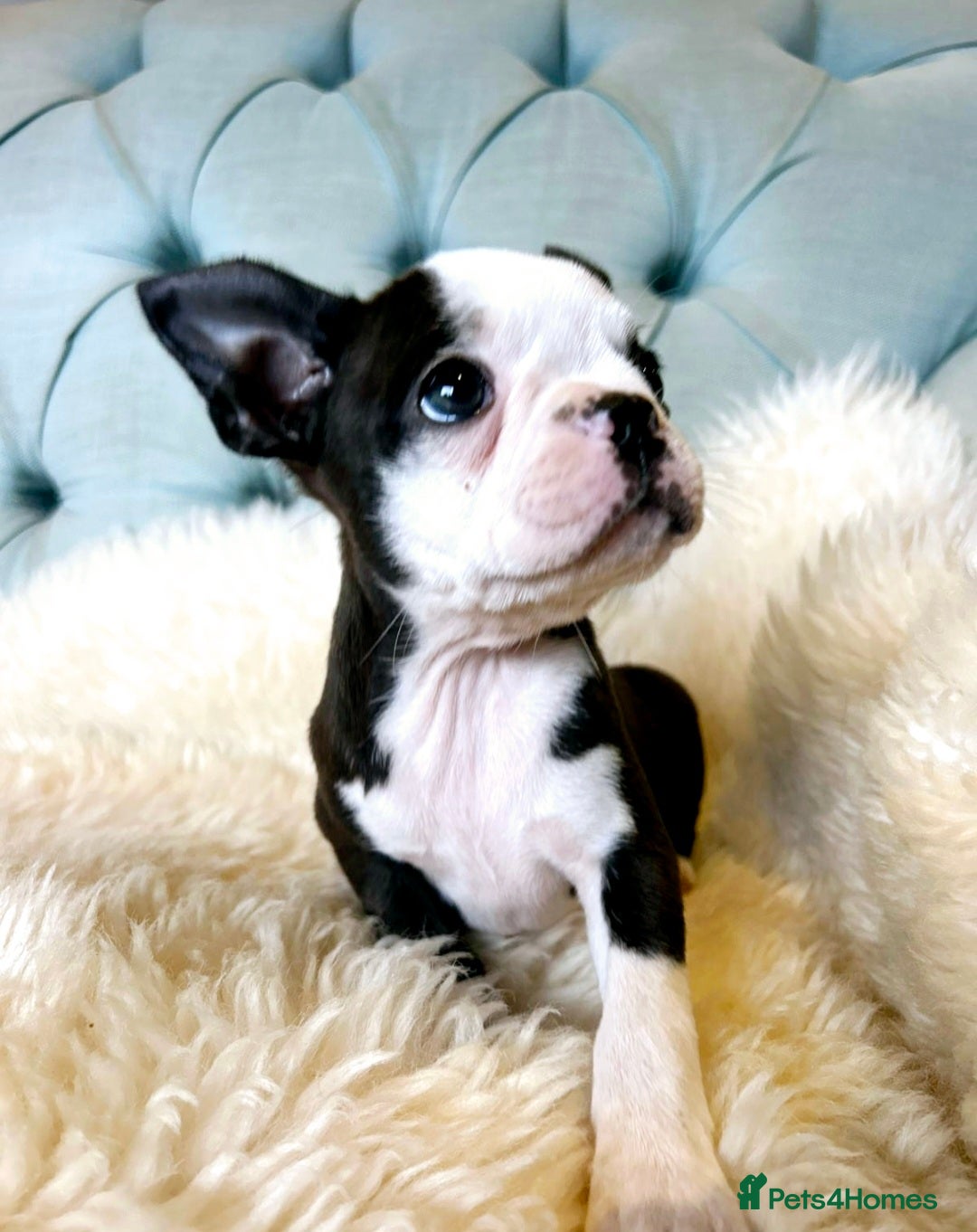 Boston Terrier dogs for sale: Top show quality KC registered Boston pups  - Image 2