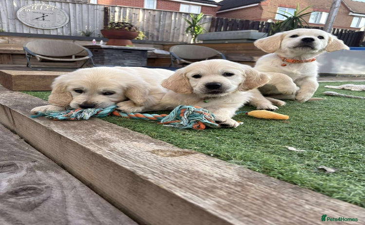 Golden Retriever dogs - Advert 1