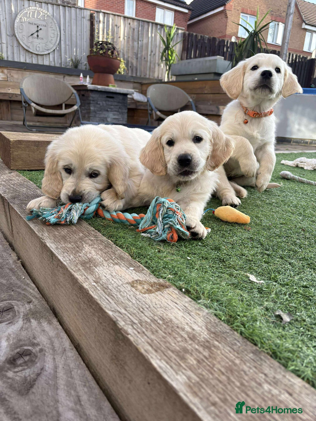 Golden Retriever dogs for sale: Golden retriever chunky pups  - Image 1