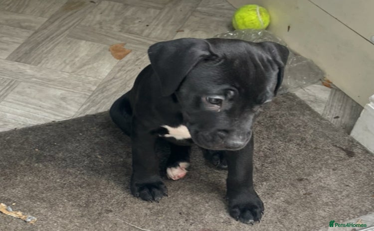 Staffordshire Bull Terrier dogs - Advert 15