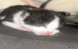 British Shorthair cats for sale: Beautiful kittens  - Image 3