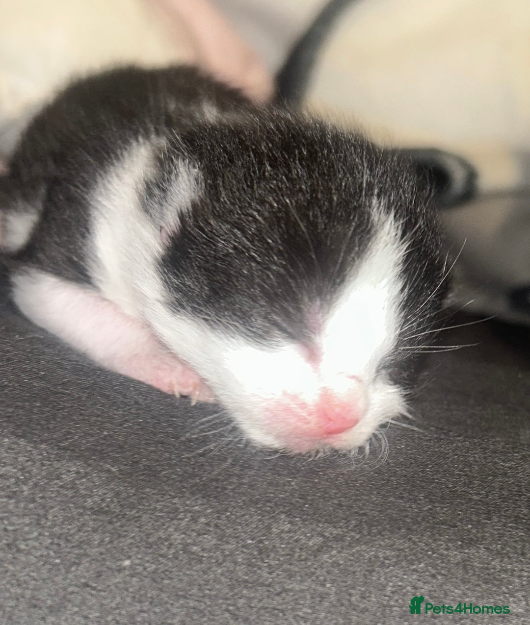 British Shorthair cats for sale: Beautiful kittens  - Image 3