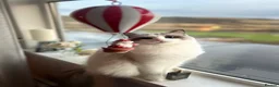 Ragamese cats for sale: Stunning Ragdoll x Thai Siamese - Advert 19