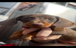 Dachshund dogs for sale: READY TO GO Dachshund Puppies dapple+chocolate - Image 23
