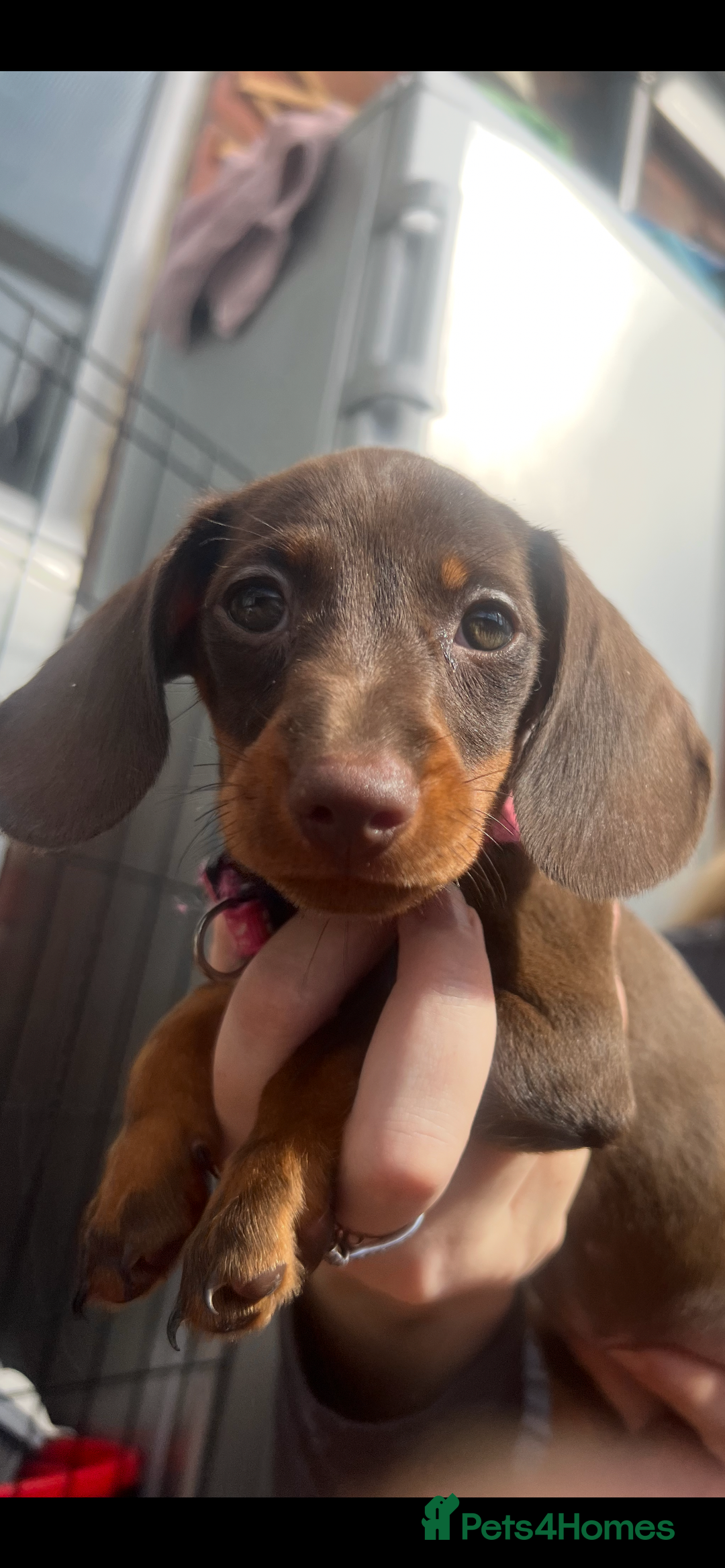 Dachshund dogs for sale: READY TO GO Dachshund Puppies dapple+chocolate - Image 23