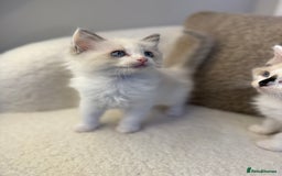Ragdoll cats for sale: 🎀 Ragdoll kittens 🎀 2 left - Image 3
