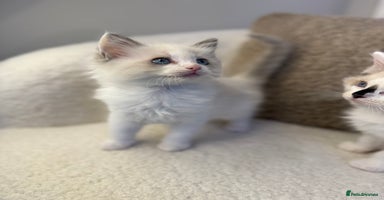 Ragdoll cats - Advert 2