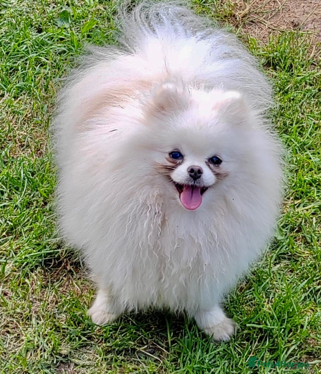 Pomeranian dogs for adoption: Snowflake’s Story: From Darkness to Hope - Image 4