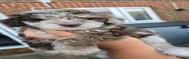 Cockapoo 6