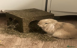 Mini Lop rabbits for sale: 2 male mini lops - Image 4