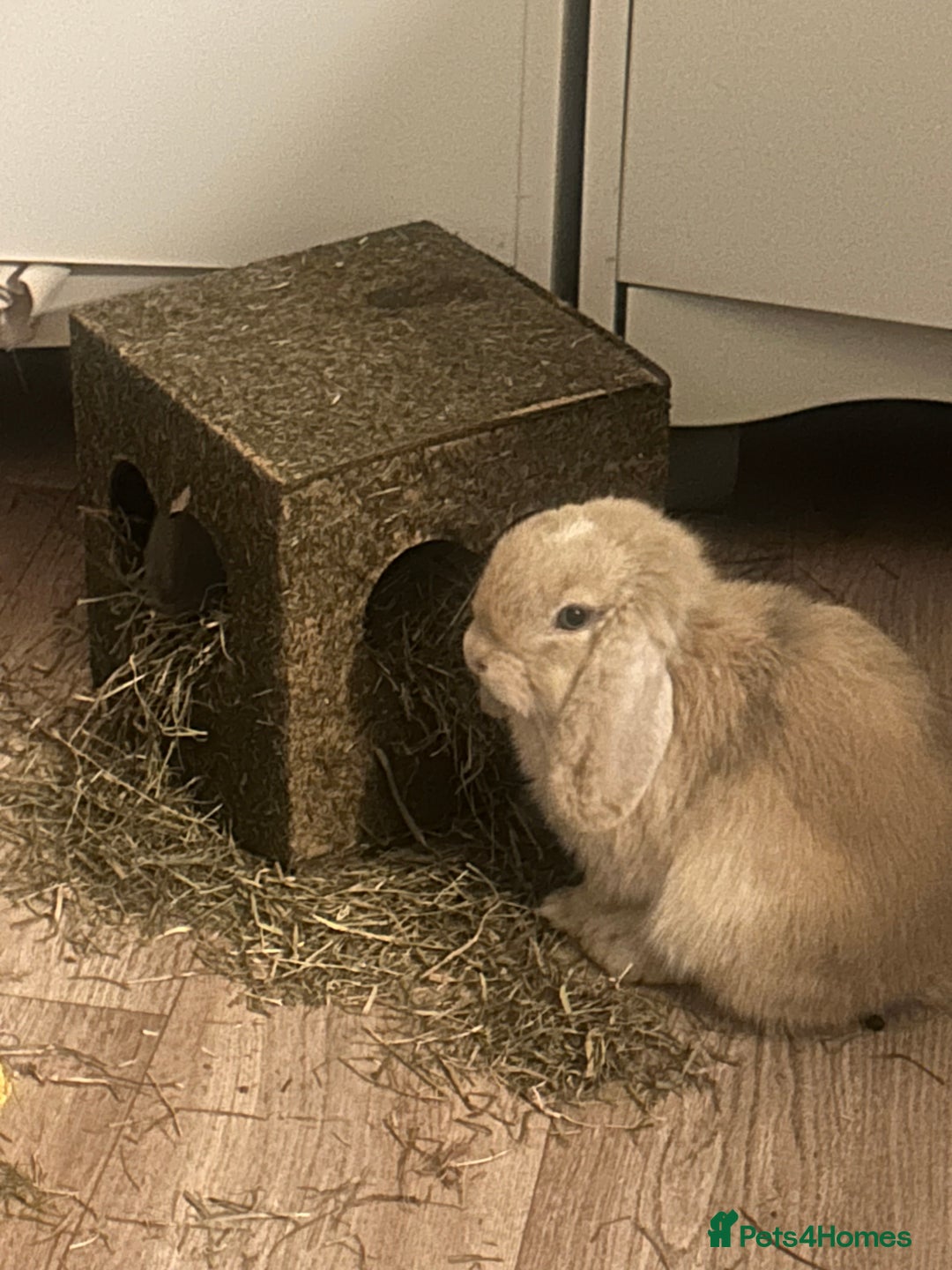 Mini Lop rabbits for sale: 2 male mini lops - Image 4