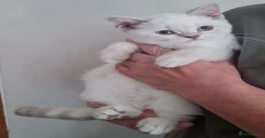 British Shorthair cats - Advert 7