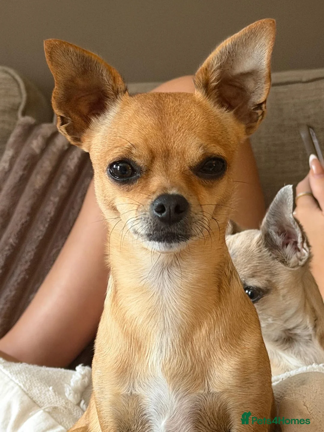Pomchi dogs for sale: 2 beautiful Pomchis looking for their forever home in Bridgwater - Advert 2