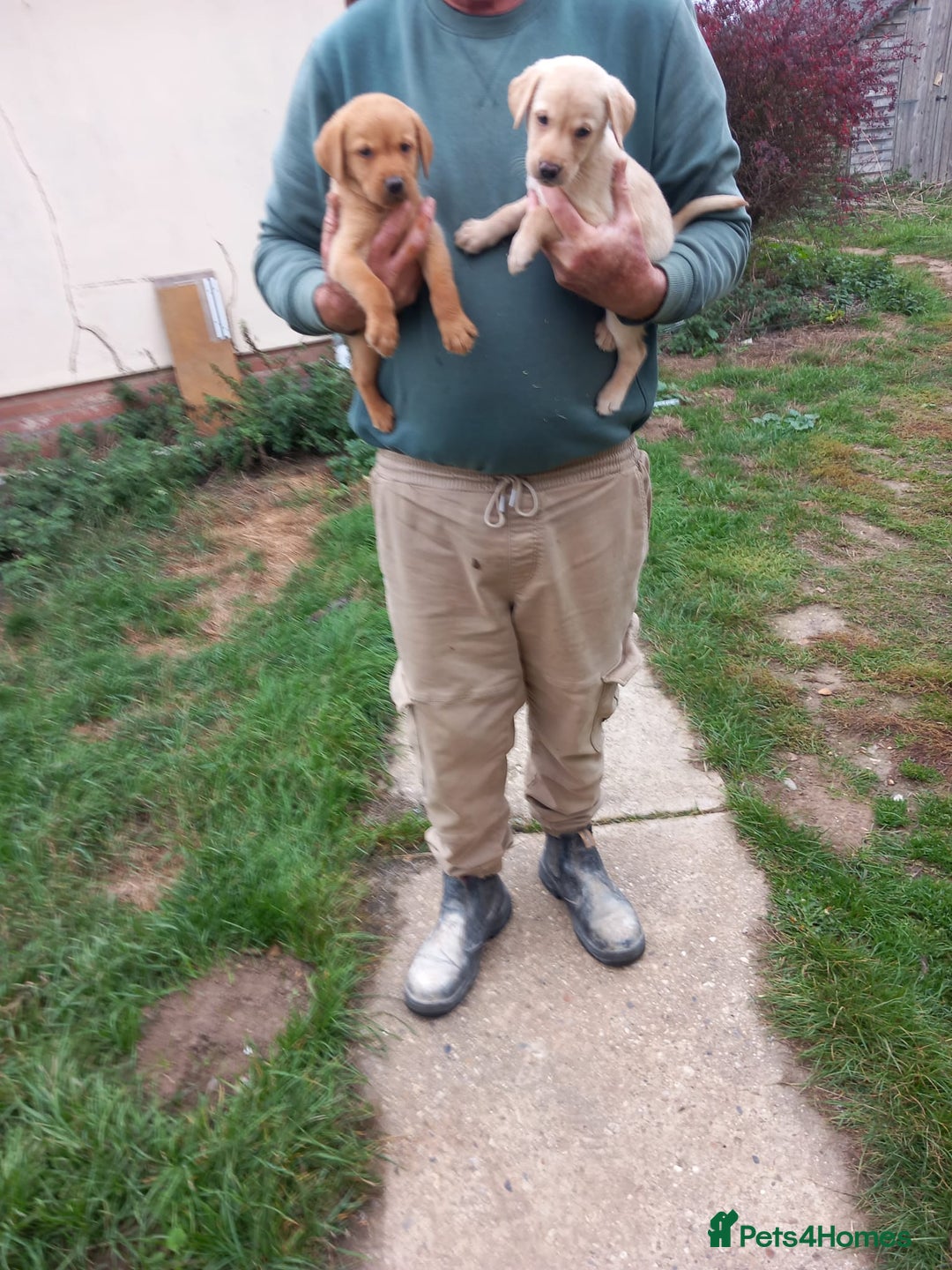 Labrador Retriever dogs for sale: Labrador puppies  - Image 3