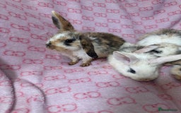 English Lop rabbits for sale: Beautiful rabbits for sale 07840003253  - Image 4