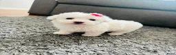 Bichon Frise dogs for sale: BICHON FRISE - GIRL - Advert 3