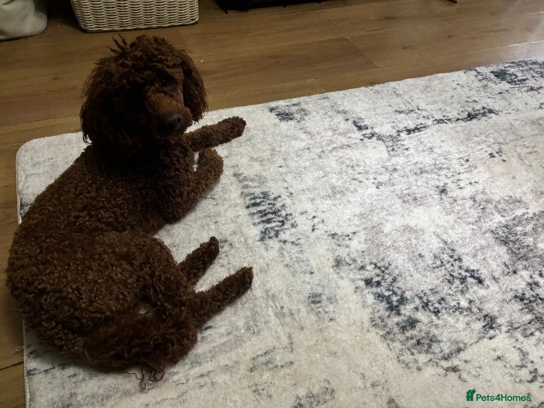 Miniature Poodle dogs for stud: Teddy  in London - Advert 2