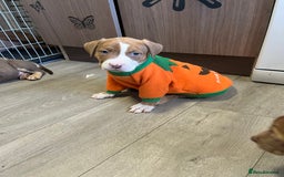 American Bully dogs for sale: American bully pups  - Image 2
