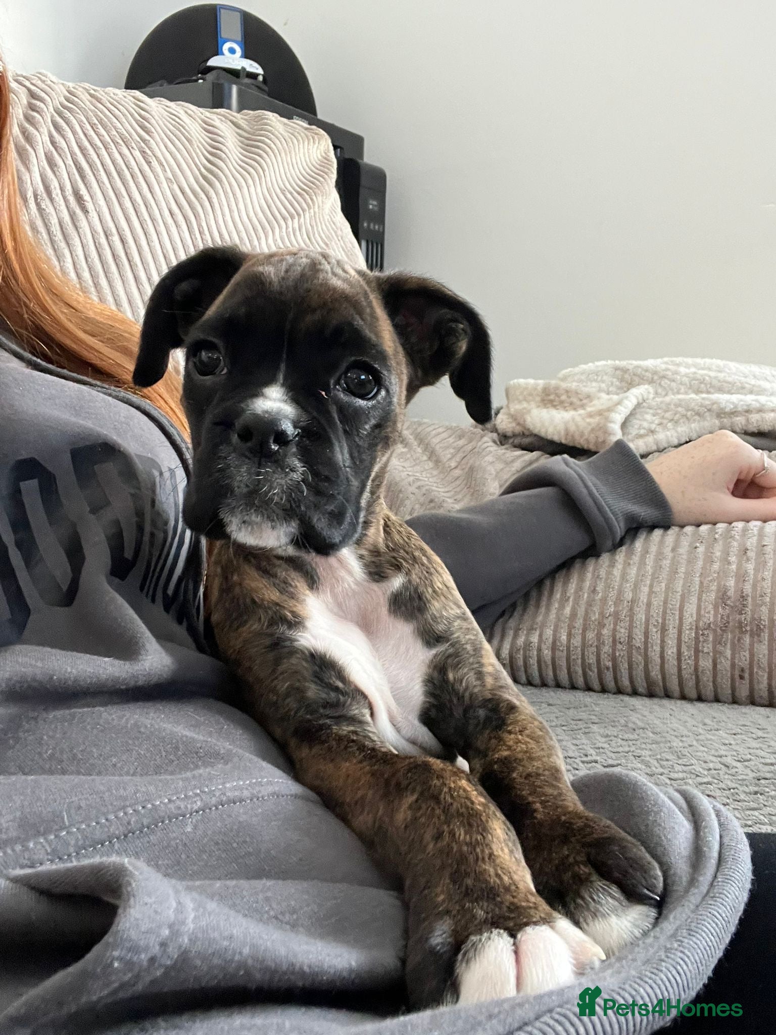 Boxer dogs Boxer puppies - Advert 2