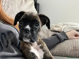 Boxer dogs Boxer puppies - Advert 2