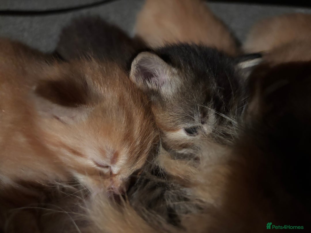 Ragdoll cats for sale: Ragdoll cross kittens - Image 6