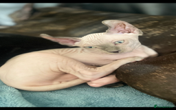 Sphynx cats for sale: Pedigree Sphynx kittens LAST BOY READY NOW - Image 2