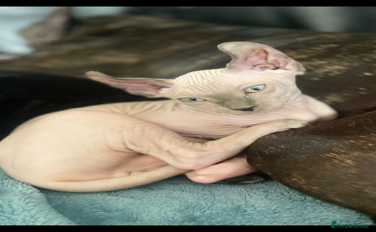 Sphynx cats - Advert 5