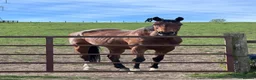 English Thoroughbred horses for sale: Lovely Happy Hacker For Sale - Advert 3