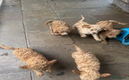 Australian Labradoodle dogs for sale: 5* Health tested Australian labradoodles  - Image 24