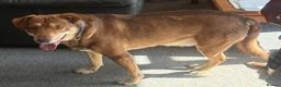 Mixed Breed dogs for adoption: Meet Luca, currently residing in Cheshire  in Nantwich - Advert 8
