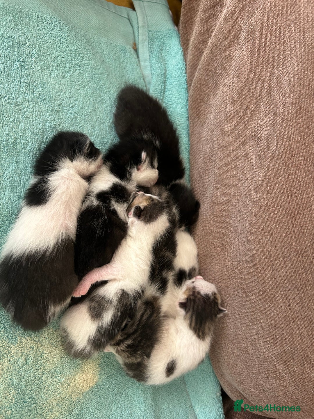 Mixed Breed cats for sale: Beautiful kittens available  - Image 3