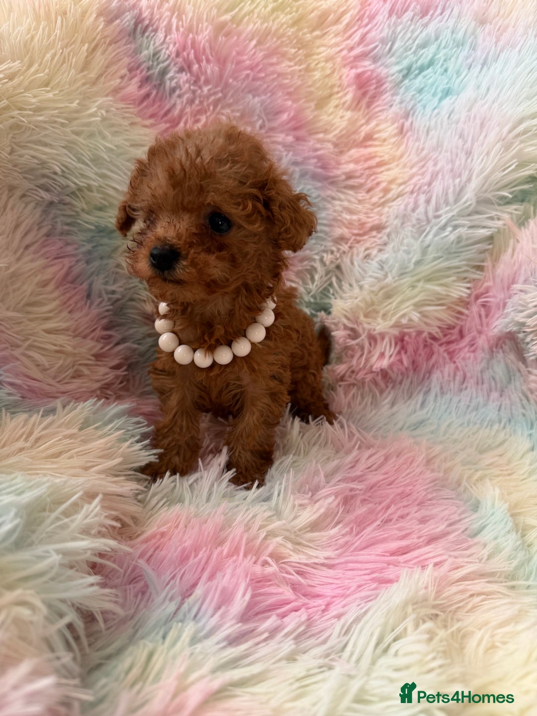Toy Poodle dogs for sale: Adorable toy 🧸 poodle ✨ - Advert 14