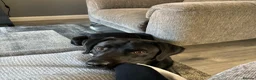 Labrador Retriever dogs for sale: Male black Labrador Retriever  - Advert 5