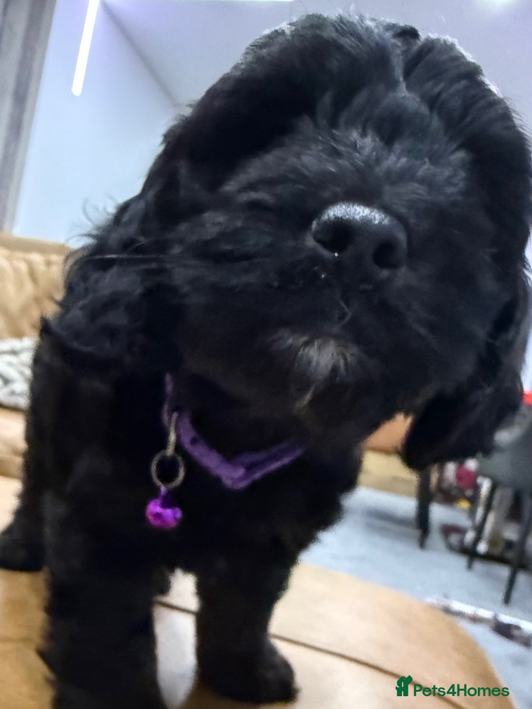 Cockapoo dogs for sale: Cockapoo Female Puppy - Ready to leave in 1 week - Image 10