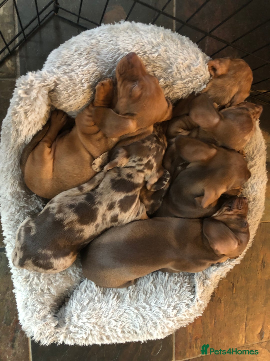 Miniature Dachshund dogs for sale: Smooth Miniature Daschund puppies  - Advert 2