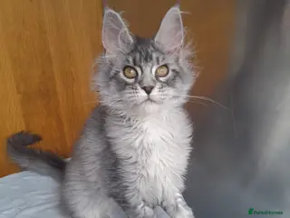 Maine Coon cats black silver poly Girl&others 5G TICA maine coon - Advert 11