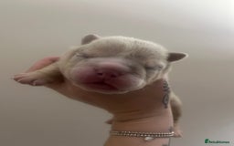 English Bulldog dogs for sale: English Bulldogs  - Image 13