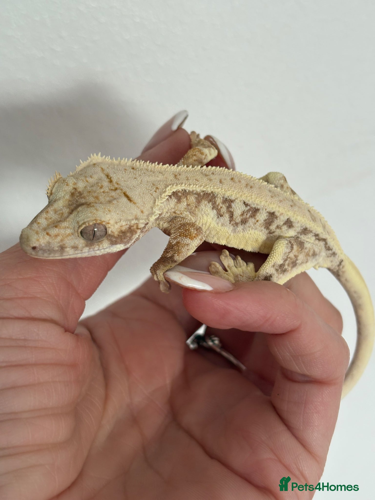 Gecko reptiles Lily white crested gecko  - Advert 1