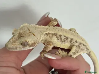 Gecko reptiles Lily white crested gecko - Advert 1